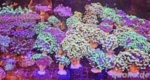 Golden Nugget, Paraancora,... Meerwasser Korallenableger Bild 2