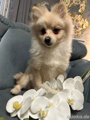 pommeraner zwergspitz