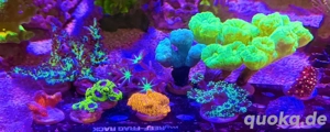 LPS + SPS Korallen Bild 2