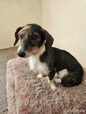 Süßer Twix sucht ein Zuhause