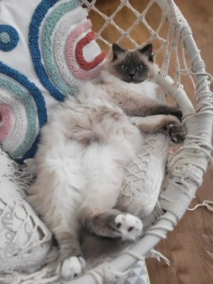 Verschmuster Kater sucht liebevolles Zuhause!