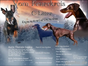 Dobermann Welpen vom VDH-DV Zucht 