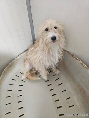 Sanfte Lassie sucht ein Zuhause