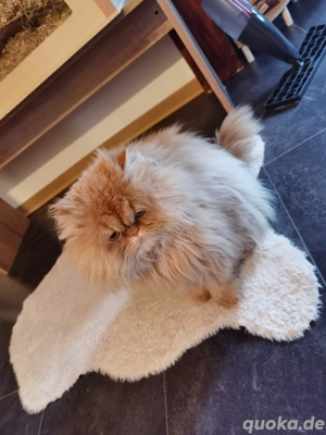 Perser Kater Teddy   