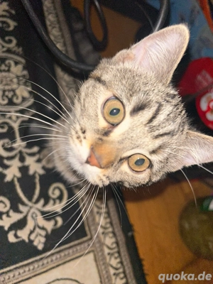 Die kleine fellnasen 4 Monate alt sucht ein Zuhause 