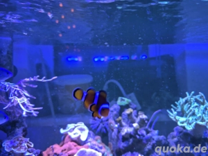 Clownfisch Weibchen ca 4-5cm abzugeben 