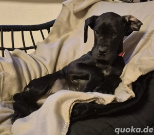 Deutsche Doggen Welpen