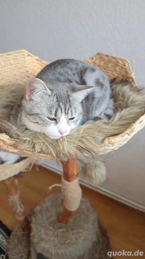 5 Monate kleine fellnasen sucht ein Zuhause 