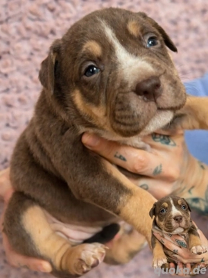 American Bully XL Tricolor 