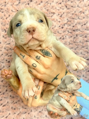 American Bully XL Tricolor 