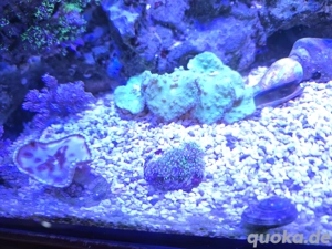 Sinularia brassica grün 