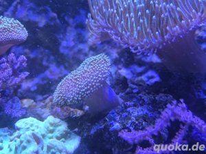 Sarcophyton ehrenbergi 