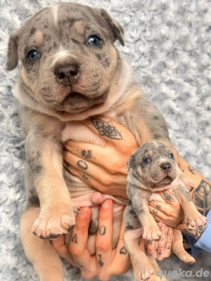 American Bully Tricolor XL