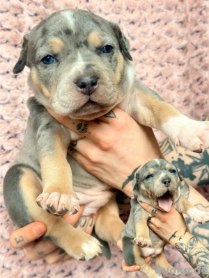 American Bully Tricolor XL