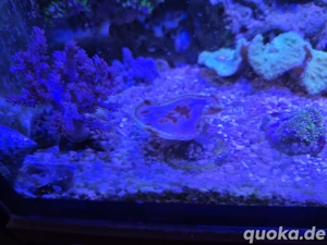 Palythoa grandis braun 