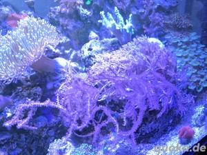 Pinnigorgia Gorgonie 