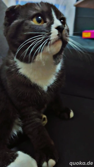 4 Monate kleine fellnasen sucht einen zuhause 