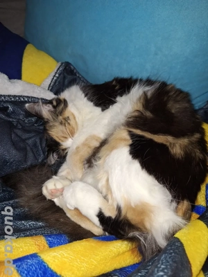 suche deckkater ab frühling  