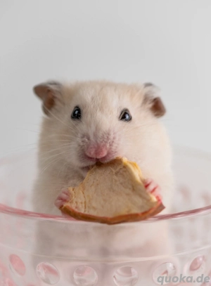 Tierliebe Photography   Fotoshooting für Ihren Liebling