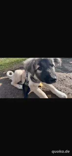 Pepe hat schon so viel gelernt , wo ist seine Familie ? in München