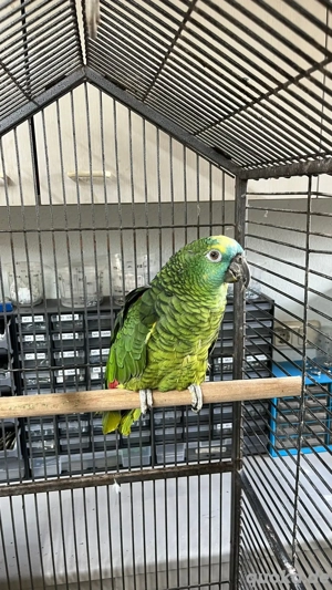 Verkaufe sprechende Blaustiirnamazone