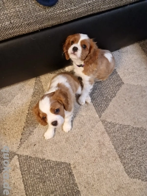 Cavalier King Charles Spaniel 