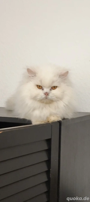 Britisch Kurzhaar und Langhaar 