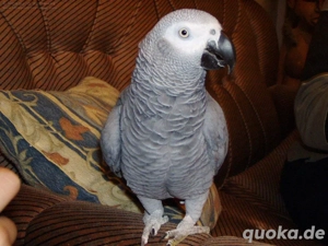 Graupapageibabys Suche ein liebevolles Zuhause