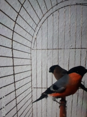 europäische Dompfaff Vögel 