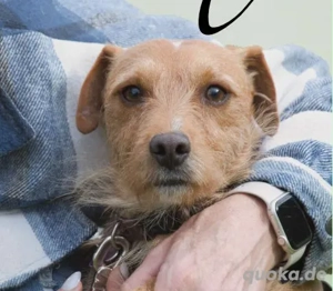 Tommy, ein kleiner Angsthase