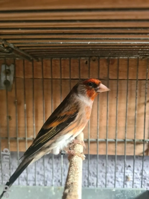 Stieglitz Mischling Hahn 