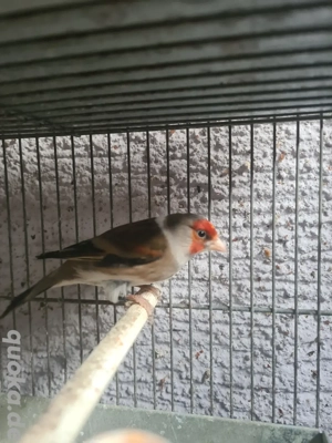 Stieglitz Mischling Hahn 