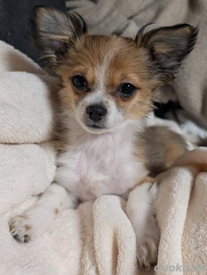 Chihuahua Welpen