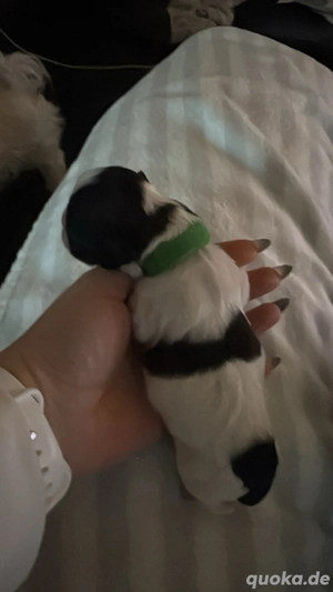 Shihtzu Welpen