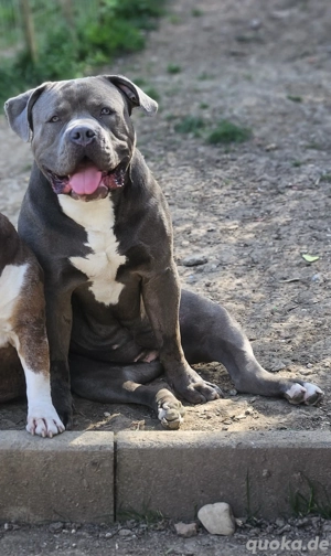 American Bully XXL Hündin Bagira sucht verantwortungsvolles Zuhause!!