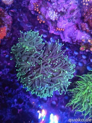 Euphylyia glabarecslens grün +7 Köpfe Meerwasser 