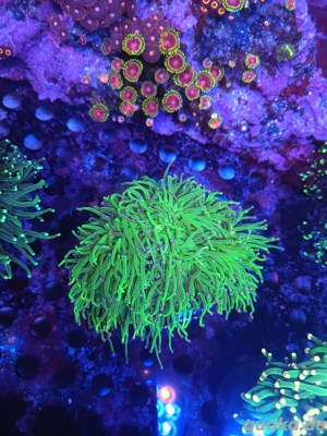 Euphylyia glabarescens Toxic grün Blau grau +5 Köpfe Meerwasser 