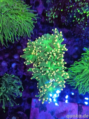 Euphylyia glabarescens Grün Gold tips +3 Köpfe Meerwasser 