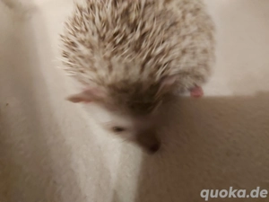 Afrikanische Weißbauchigel (Four-toed African Pygmy Hedgehogs) 