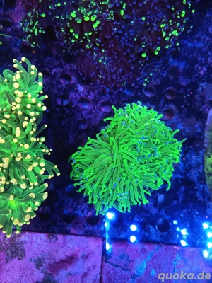 Euphylyia glabarescens Toxic grün Blau +3(6) Köpfe Meerwasser 