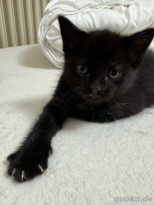Kätzchen, Mischlinge, Heilige Birma Main Coon