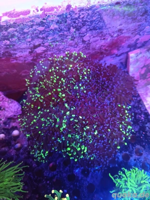 Euphylyia paradivisa Bicolor +1  +20 Köpfe Meerwasser 