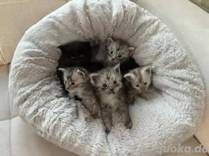 Maine Coon Kitten mit Stammbaum ab sofort abzugeben