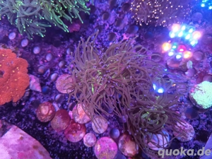 Euphylyia glabarescens Golden Rapunzel Meerwasser 