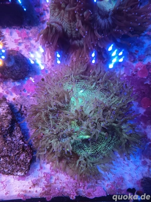 Catalaphylia jardinei Ca 20cm medium meerwasser  