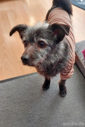 Menino sucht ein Zuhause