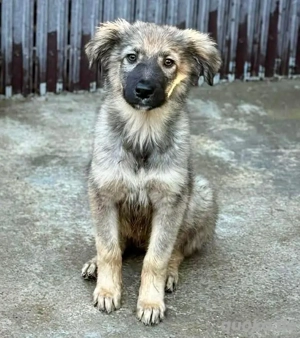 Junghund Yonah   schüchtern und verspielt