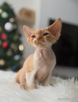 zuckersüße Devon-Rex baby