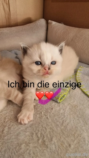 Ragdoll-birma kitten