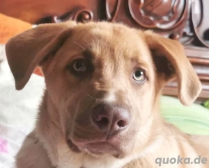 Knuffiger Toby sucht seine Familie